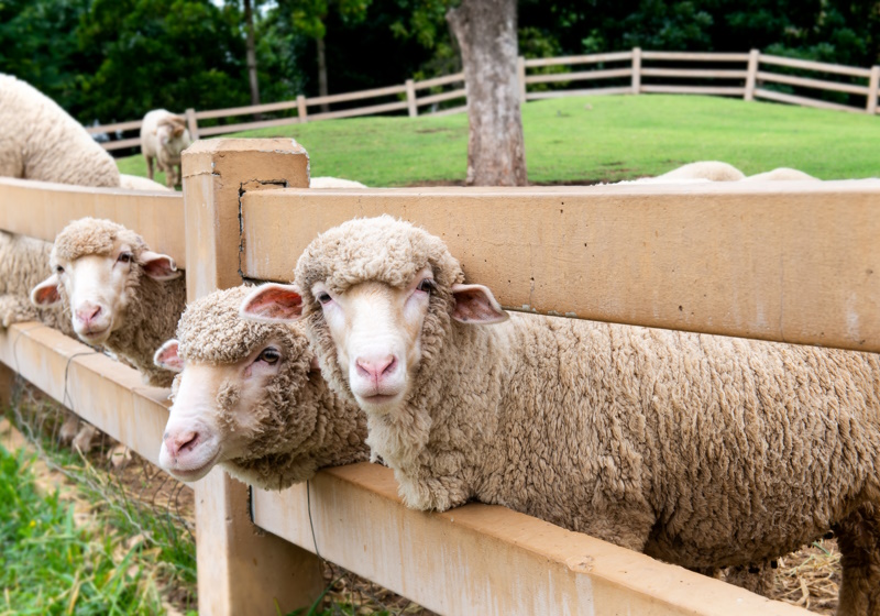 Nike commits to Responsible Wool Standard